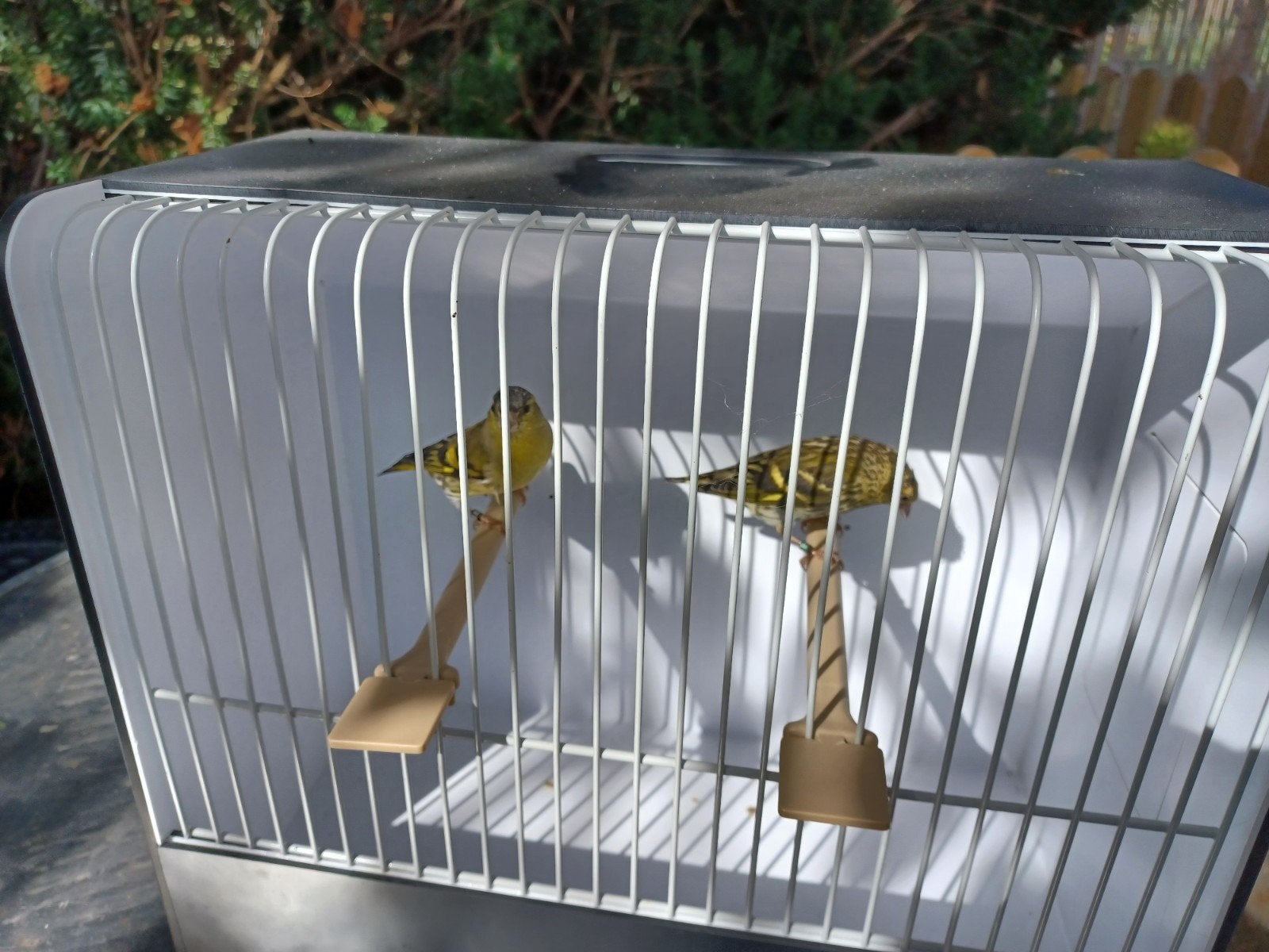 sijsjes, Dieren en Toebehoren