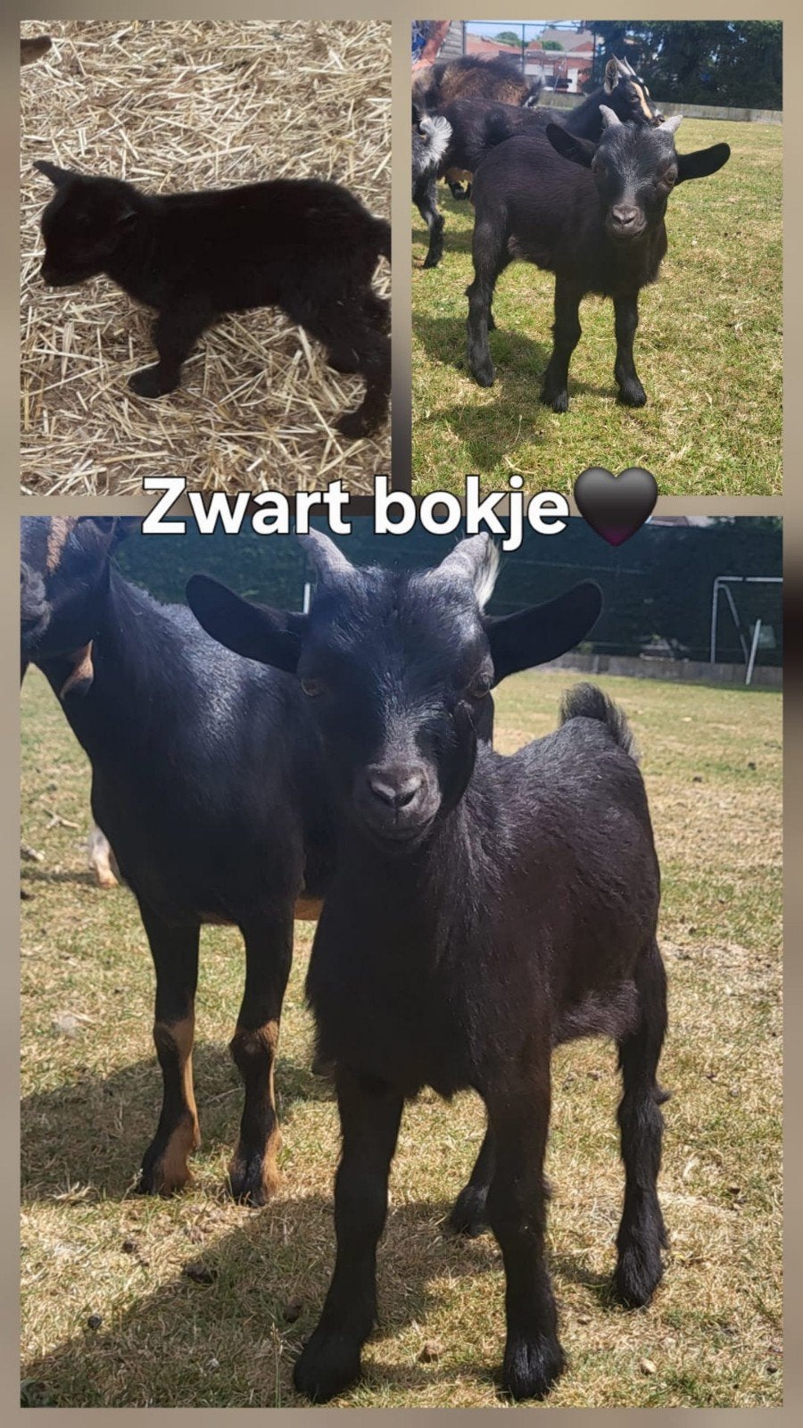4 jonge bokjes zoeken een nieuwe stal