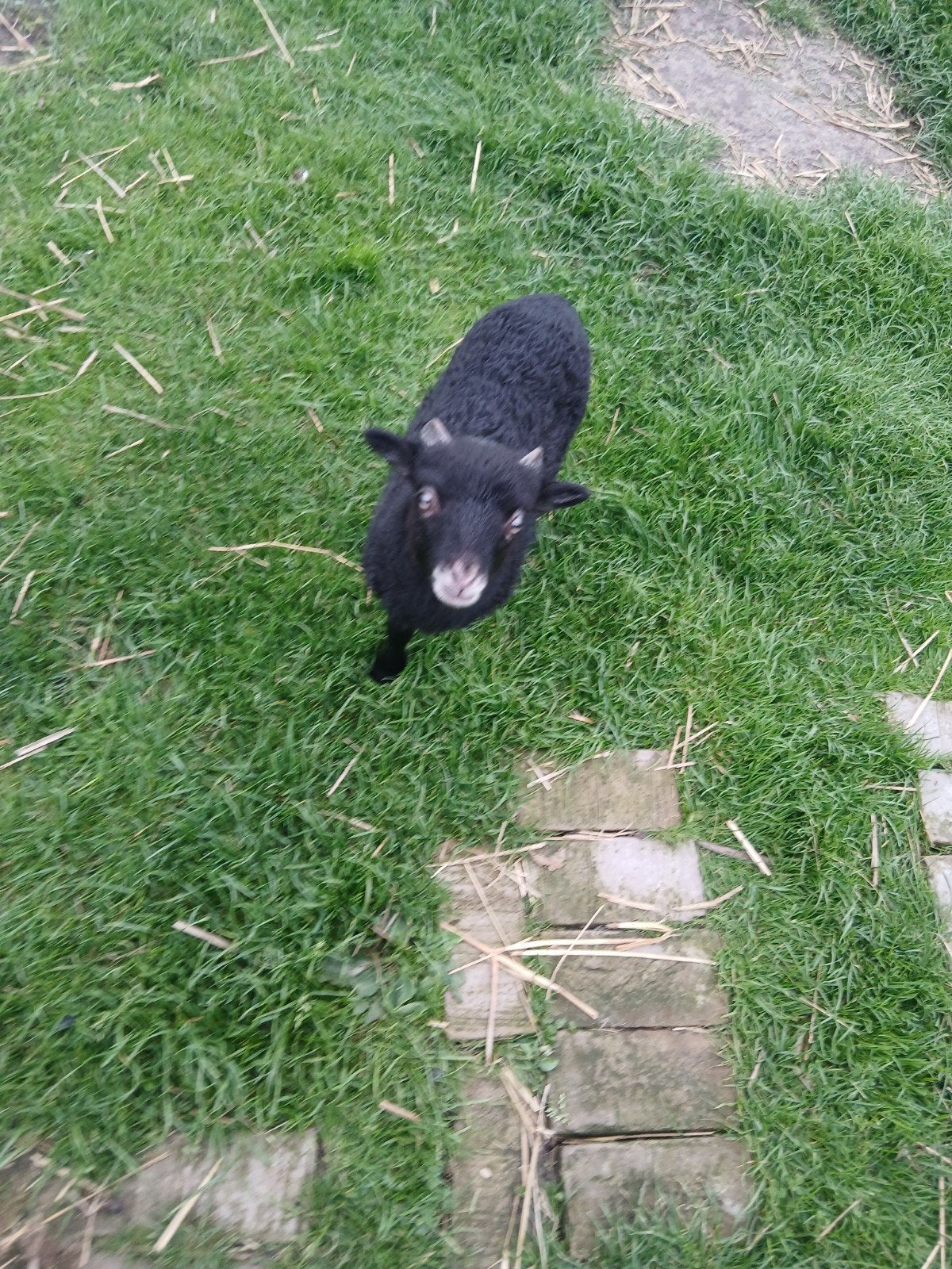 Te koop :Schimmel ramlam, Dieren en Toebehoren, Mannelijk, Schaap, 0 tot 2 jaar
