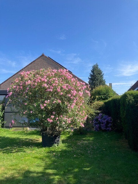 Prachtige XXL Oleander roze bloem hoogte  3,8 - 4 m, Tuin en Terras, Volle zon, Vaste plant, Zomer, Ophalen