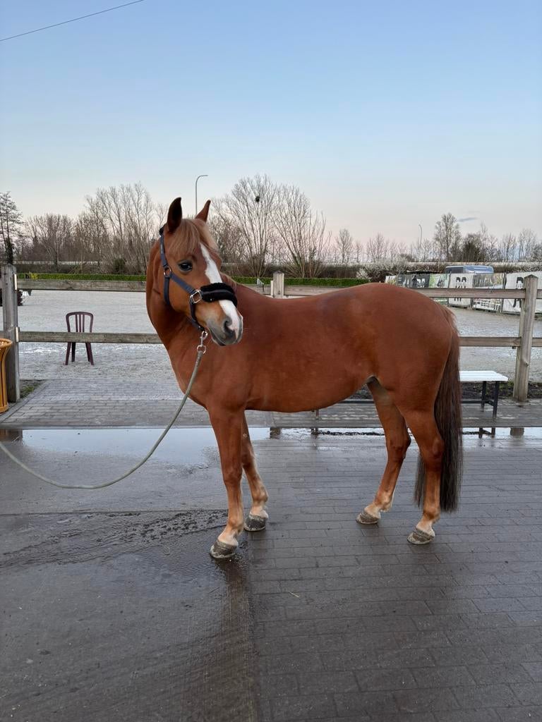 Weidemaatje/recreatiepaard/wandelmaatje d-pony, Dieren en Toebehoren, Niet van toepassing, 11 jaar of ouder, Recreatiepony, D pony (1.37m tot 1.48m)