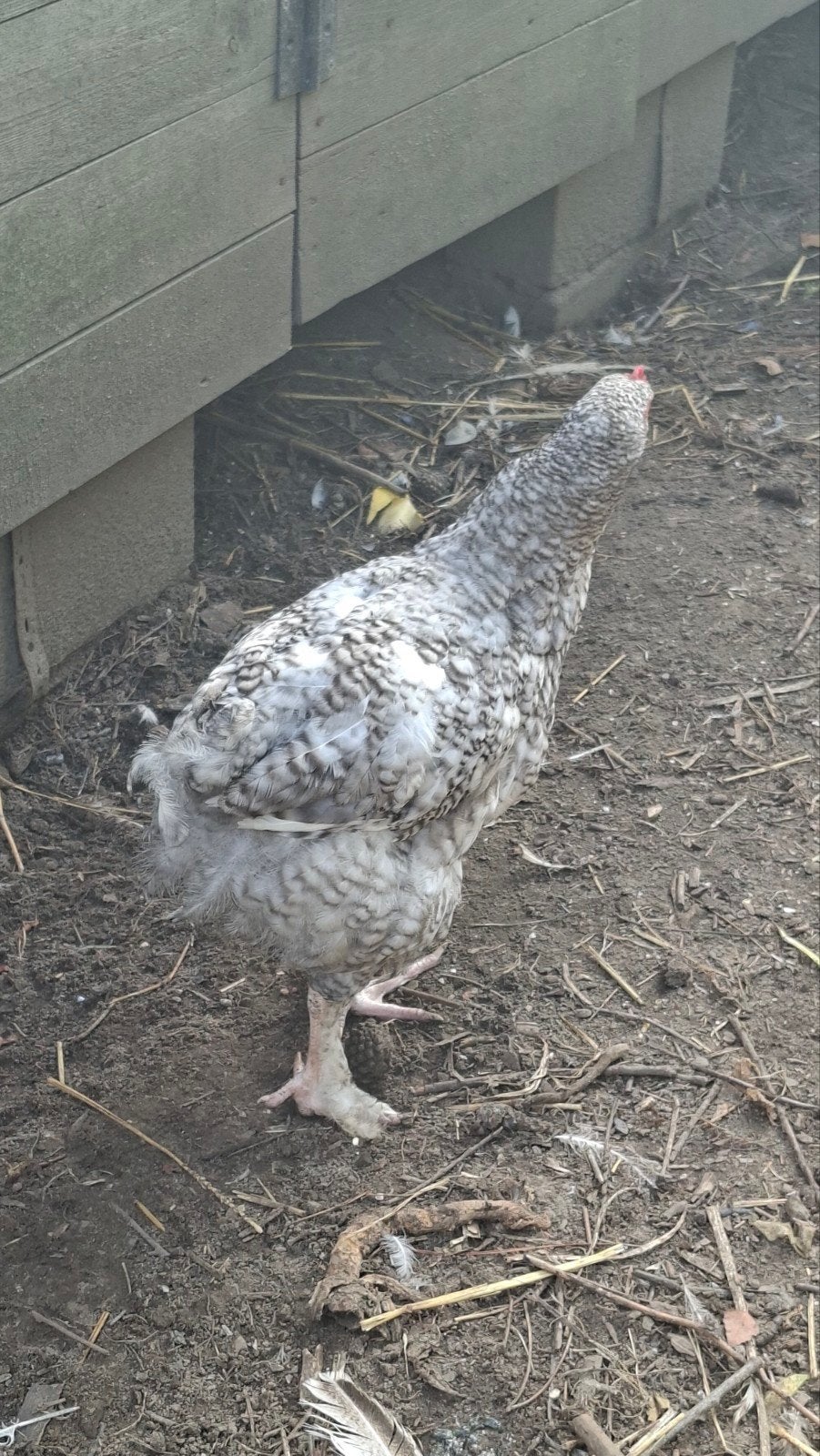 jeunes coqs reproducteurs de Malines Cuckoo, Mâle, Poule ou poulet