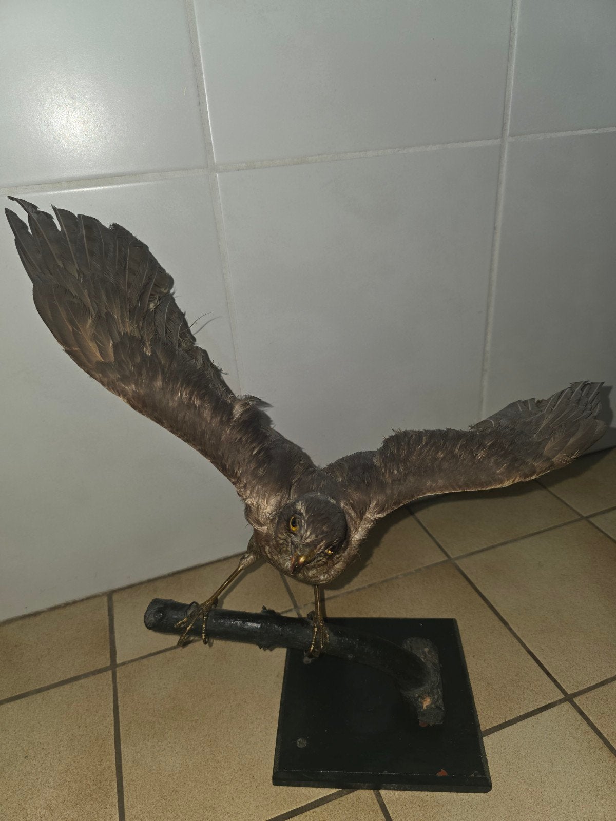 opgezette dieren, Verzamelen, Ophalen of Verzenden, Zo goed als nieuw, Vogel, Opgezet dier
