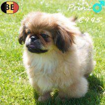 Prinz, kleine Pekinees met koninklijke uitstraling te koop, Dieren en Toebehoren, Parvo, België, 15 weken tot 1 jaar, Eén hond