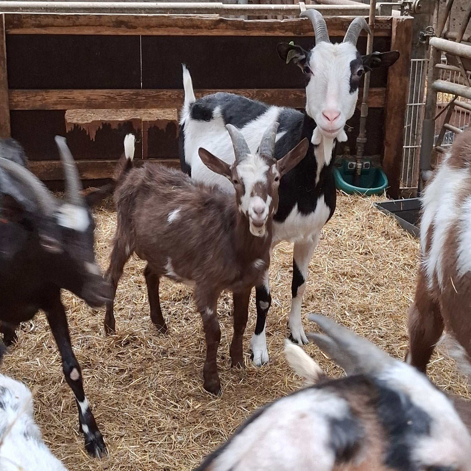 raszuivere toggenburger en bonte bok, Dieren en Toebehoren