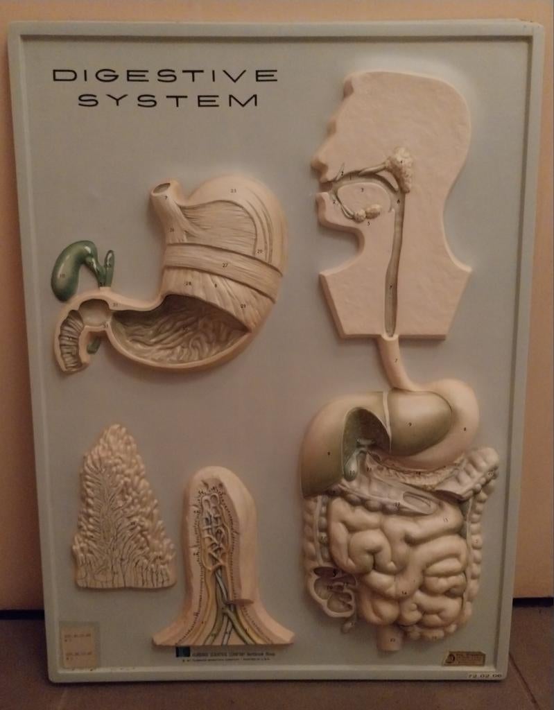 Oude plaat in reliëf Anatomie van het spijsverteringskanaal, Antiek en Kunst, Ophalen of Verzenden