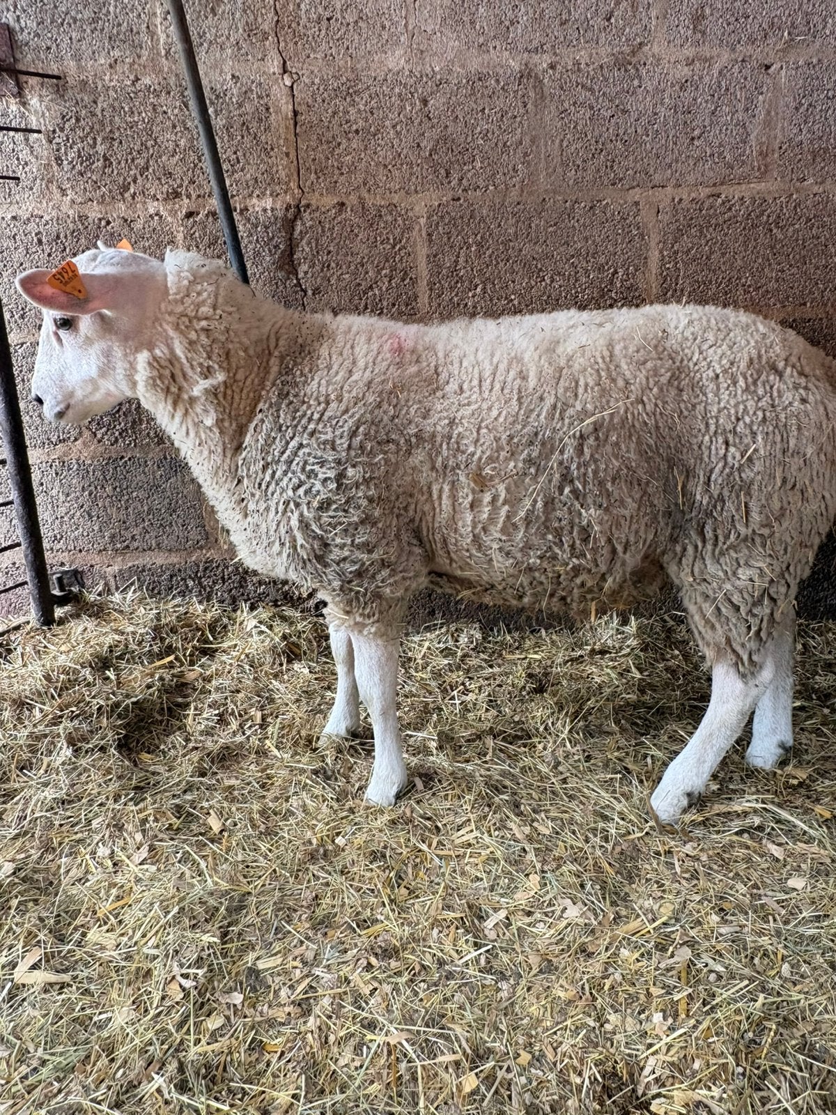 Dekrammen te koop, Animaux & Accessoires, Moutons, Chèvres & Cochons, Mâle, Mouton
