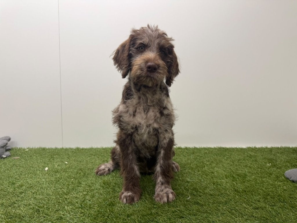 Chiots Labradoodle, Maladie de Carré (chiens), Plusieurs, Belgique, Plusieurs animaux