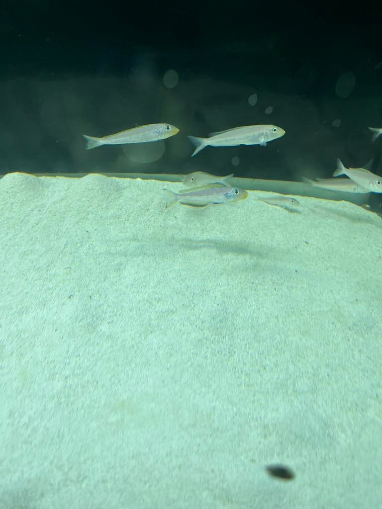 Tanganyka Enantiopus melanogenys kilesa, Dieren en Toebehoren, Vis, Zoetwatervis, Schoolvis