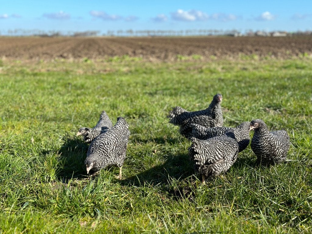 Jonge tamme Amrock kriel kippen gesekst & ingeënt, Femelle, Poule ou poulet
