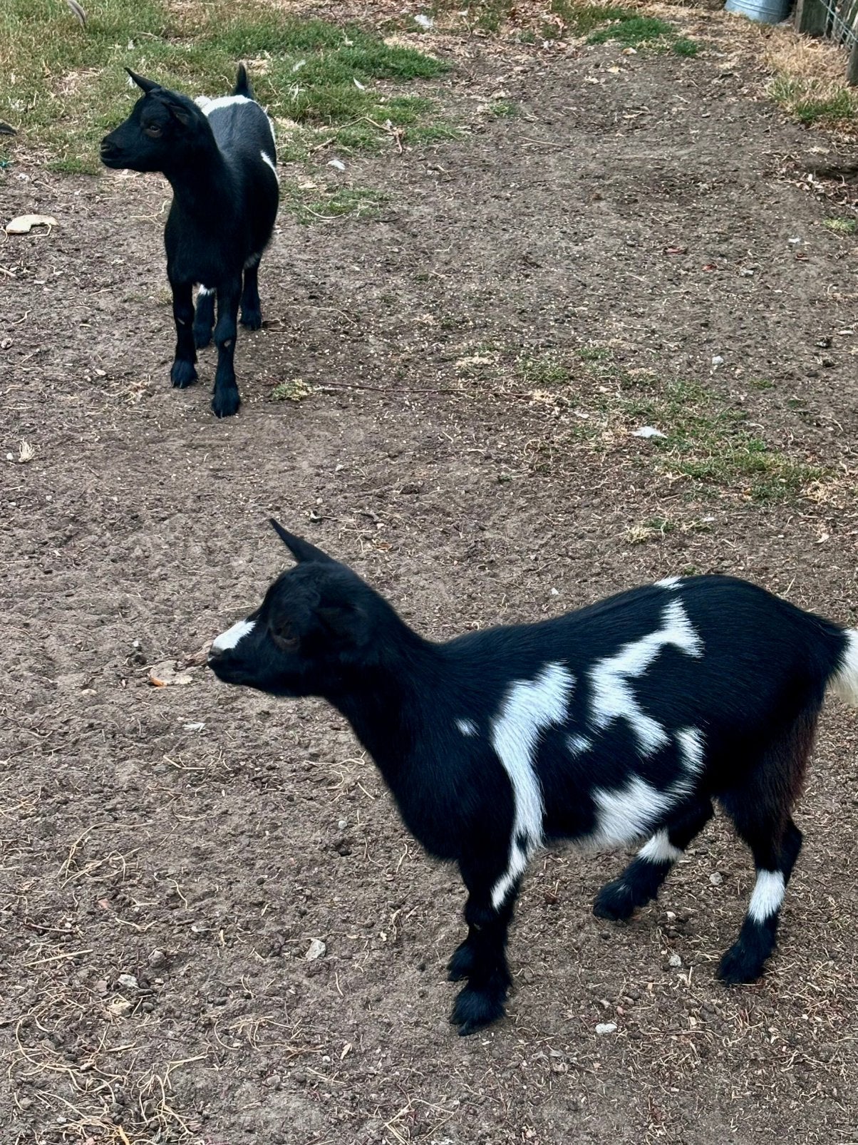Twee jonge vrouwelijke dwergeitjes, Dieren en Toebehoren, Vrouwelijk