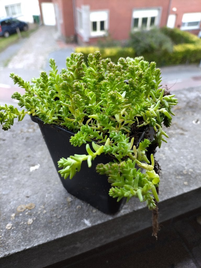 Poivre des murailles, Jardin & Terrasse, Plantes | Jardin, Enlèvement, Plante fixe, Couvre-sol