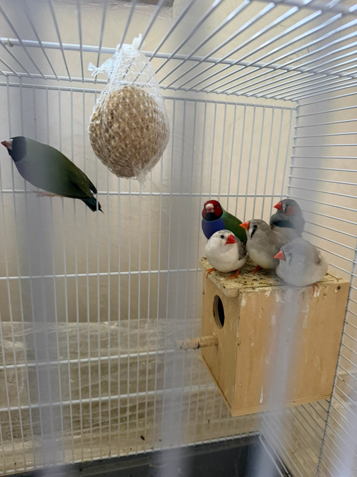 Vogels te koop, Dieren en Toebehoren