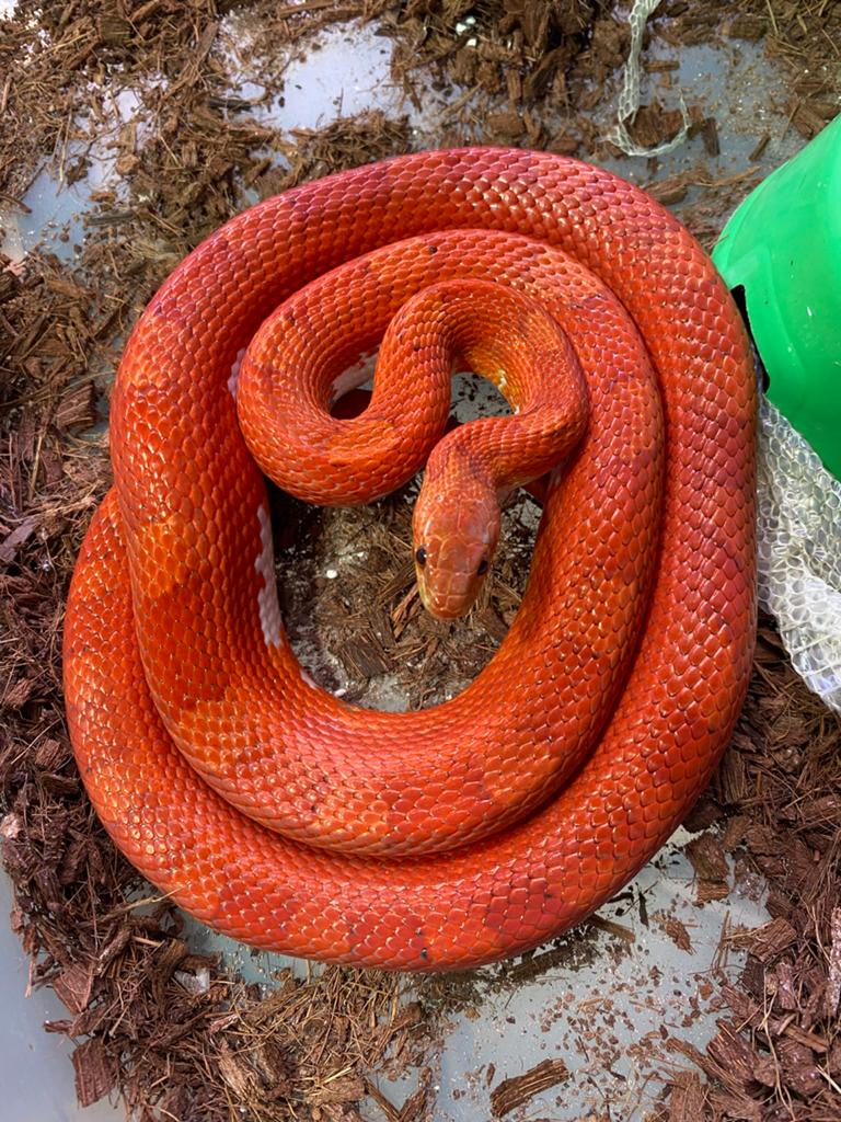 MOET WEG!! 0.1 bloodred piedsided, Dieren en Toebehoren, Reptielen en Amfibieën, Slang, Tam, 3 tot 6 jaar