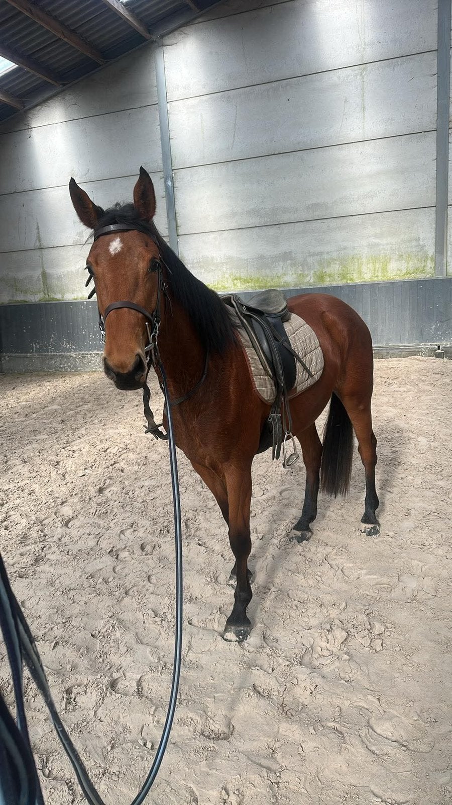 Super brave 3 jarige springmerrie !, Débourré, 165 à 170 cm, Avec pedigree, Cheval de saut