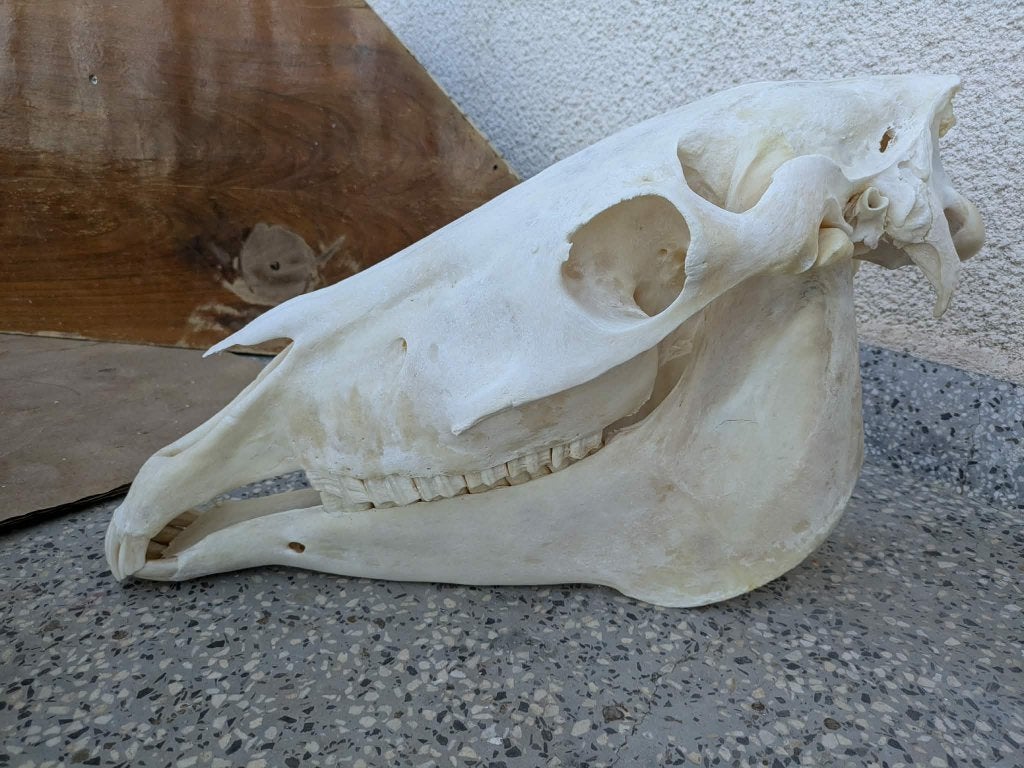 Paardenschedel schedel van een paard botten anatomie, Verzamelen, Verzenden, Zo goed als nieuw, Paard, Schedel