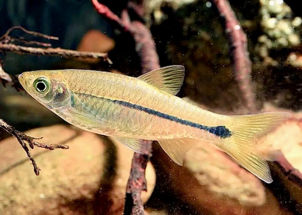 Rasbora Paviana - SideStripe, Dieren en Toebehoren