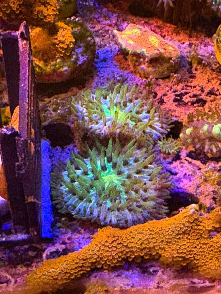 Rainbow fungia zelfkweek, Animaux & Accessoires, Poissons | Poissons d'aquarium, Autres types, Poisson de mer