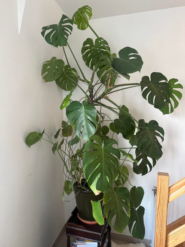 Monstera Deliciosa, Enlèvement ou Envoi