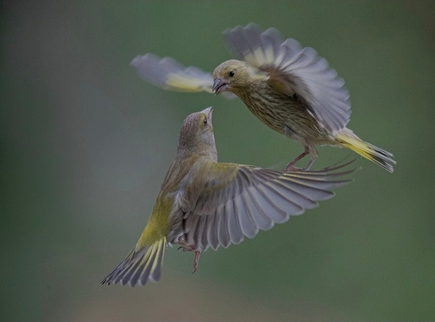 Jonge groenvinken, Dieren en Toebehoren, Vogels | Overige Vogels, Meerdere dieren, Wildzangvogel, Geringd