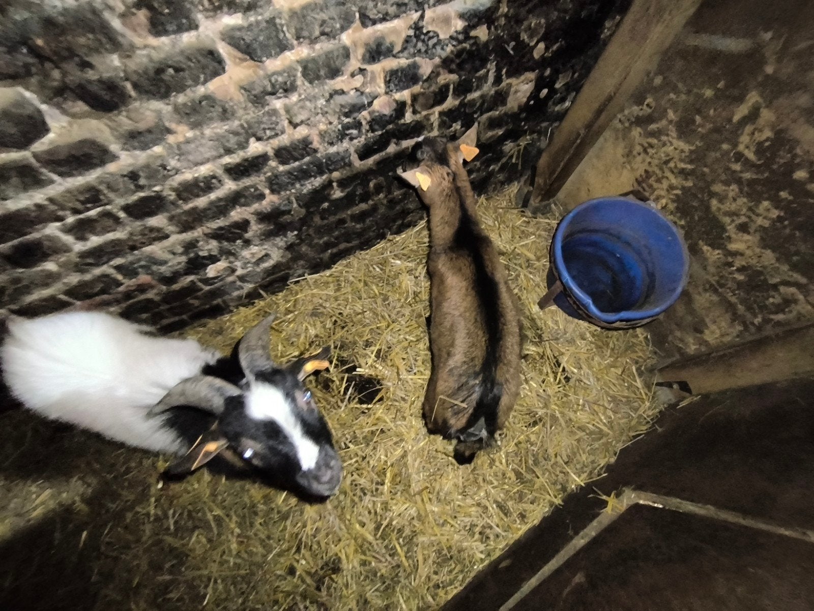 koppeltje zeer kleine geitjes te koop lief, Dieren en Toebehoren, Meerdere dieren, Geit, 0 tot 2 jaar