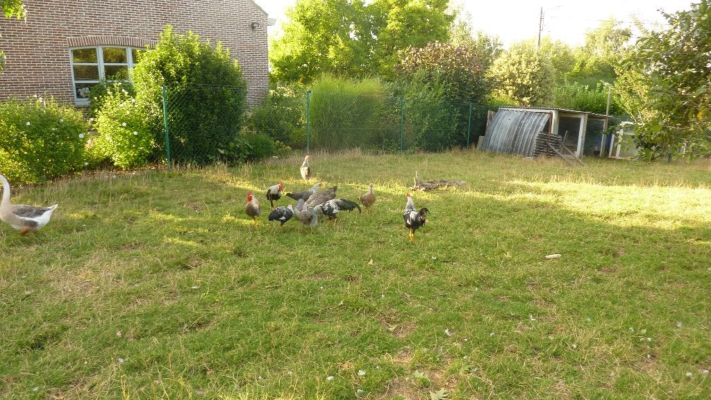 Coqs et poules Livournes, Animaux & Accessoires, Volatiles, Plusieurs animaux, Poule ou poulet