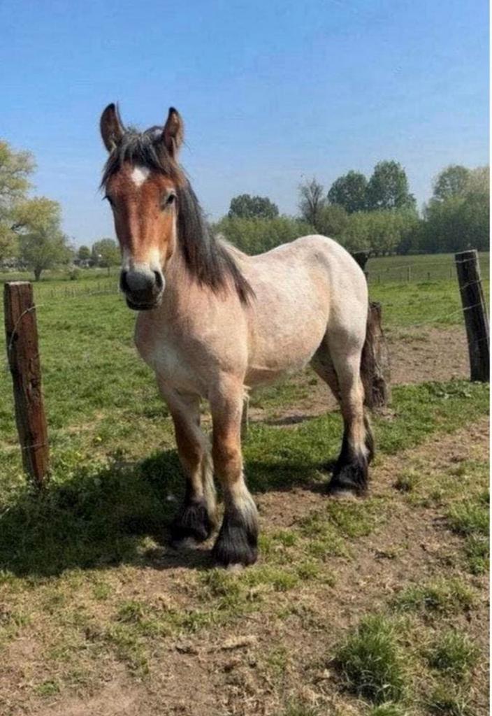 Trekpaard hengst jaarling, Hengst