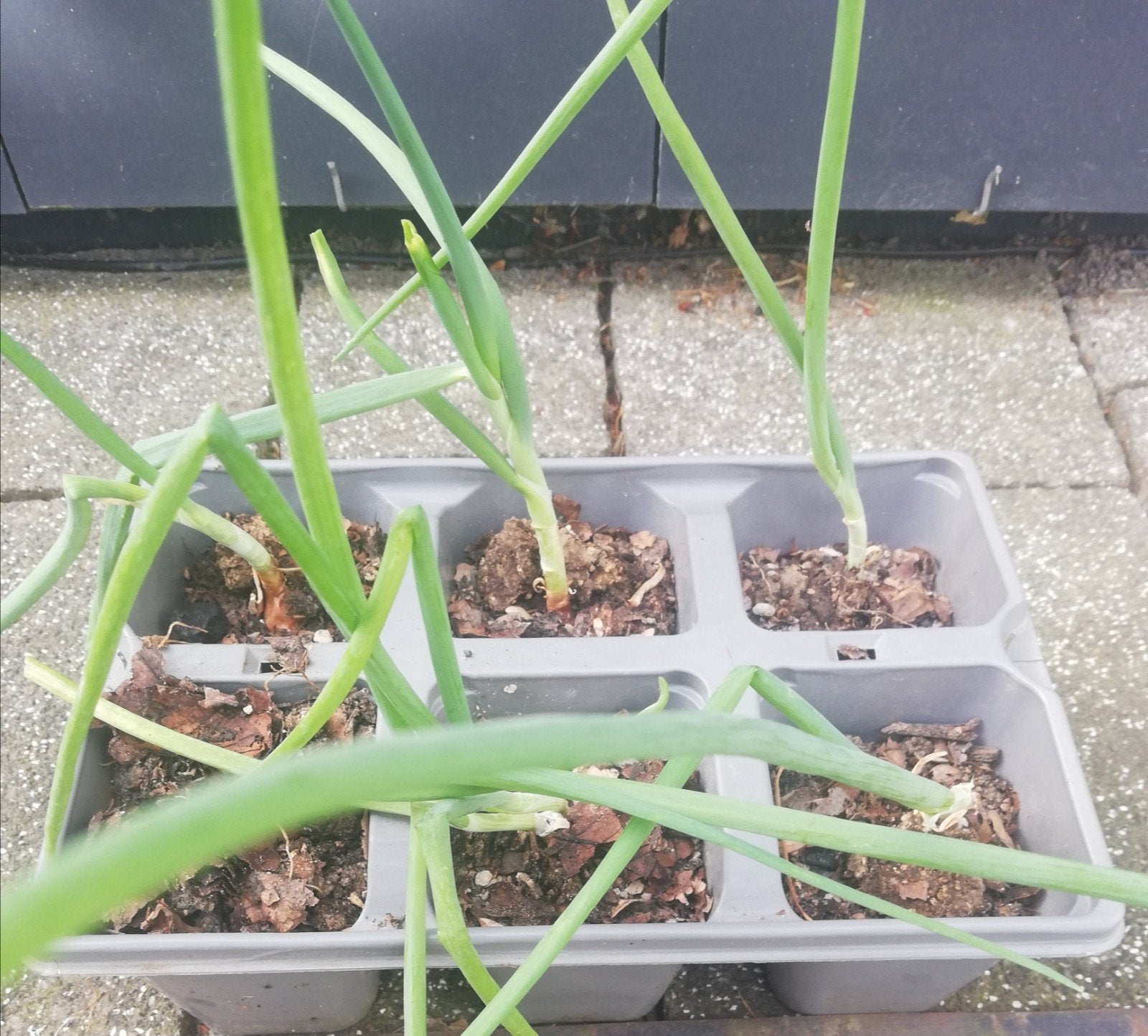 Barquette avec 6 oignons rocambolles, Jardin & Terrasse, Enlèvement, Été, Plante fixe, Plantes potagères