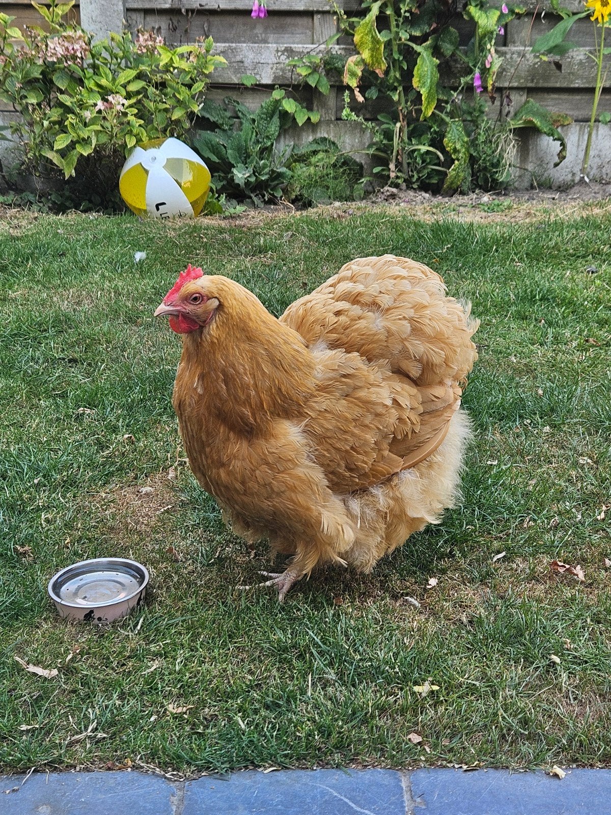 orpington hen, Dieren en Toebehoren, Pluimvee