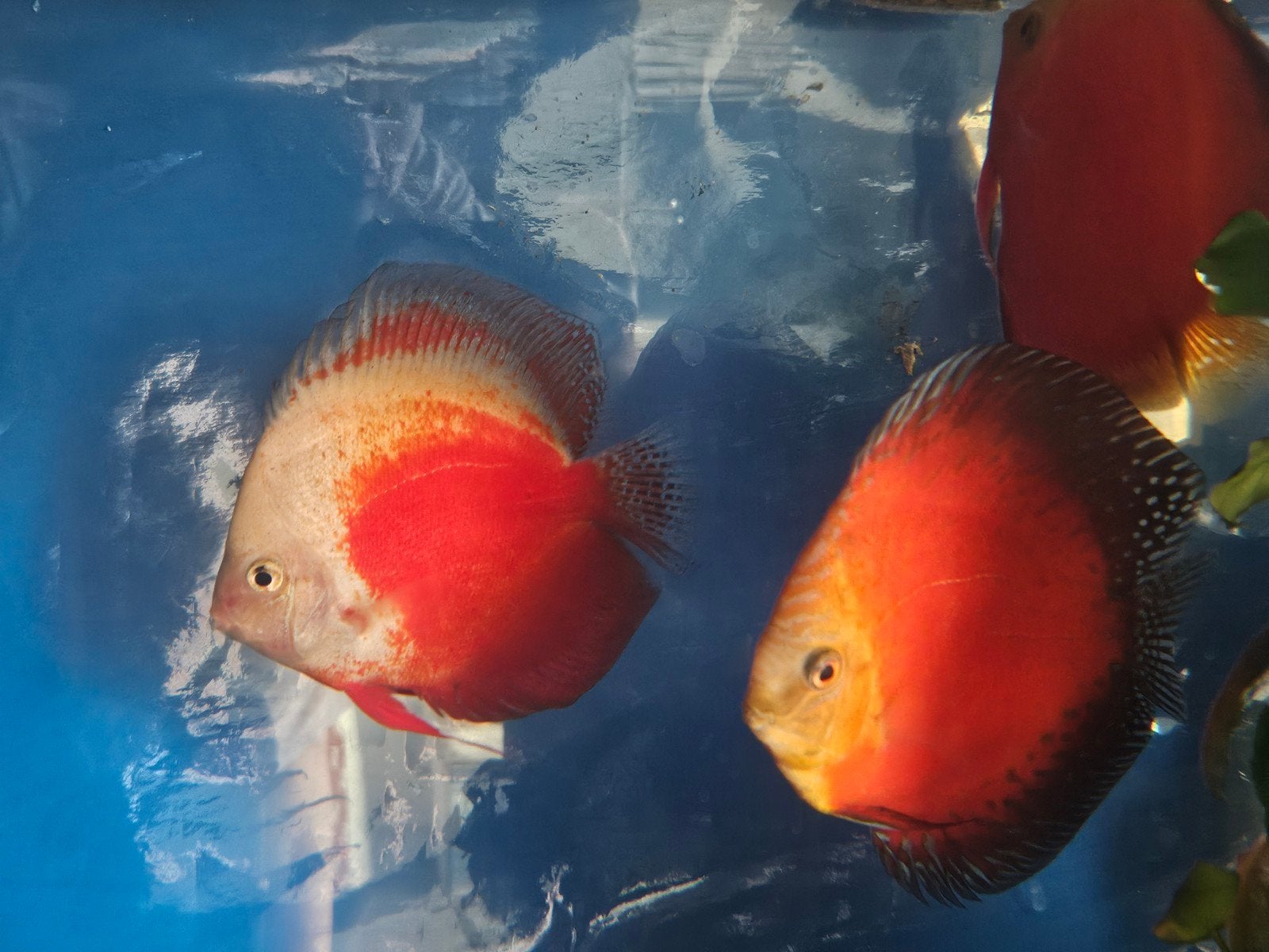 Aziatische Discussen zie beschrijving, Animaux & Accessoires, Poissons | Poissons d'aquarium