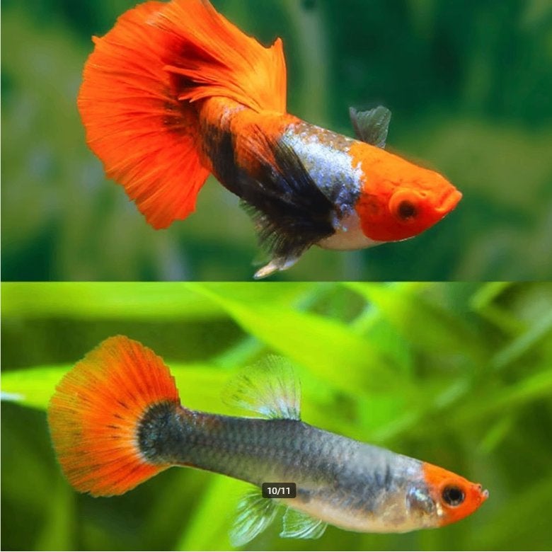 Brazil Tuxedo Redcap Guppy's (volwassen), Dieren en Toebehoren, Overige typen, Zoetwatervis