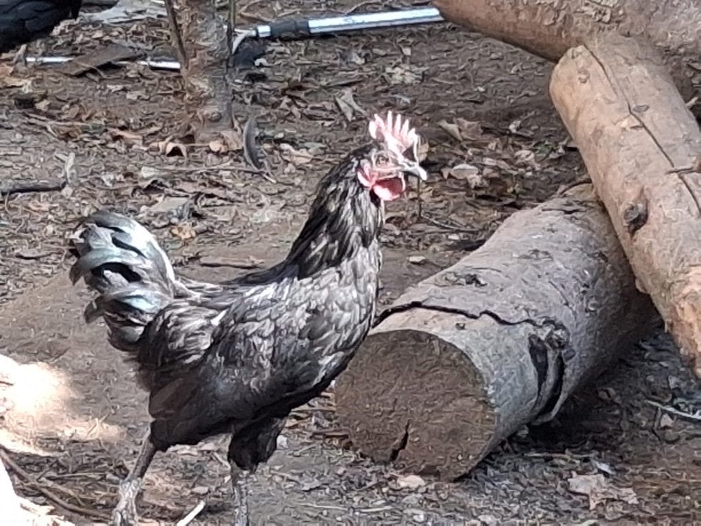Ayal cemani Hanen en kruising hanen gratis, Dieren en Toebehoren, Pluimvee, Mannelijk, Kip