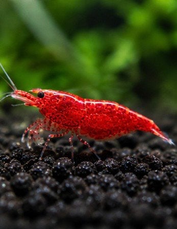 Bloody mary aquarium garnalen, Kreeft, Krab of Garnaal
