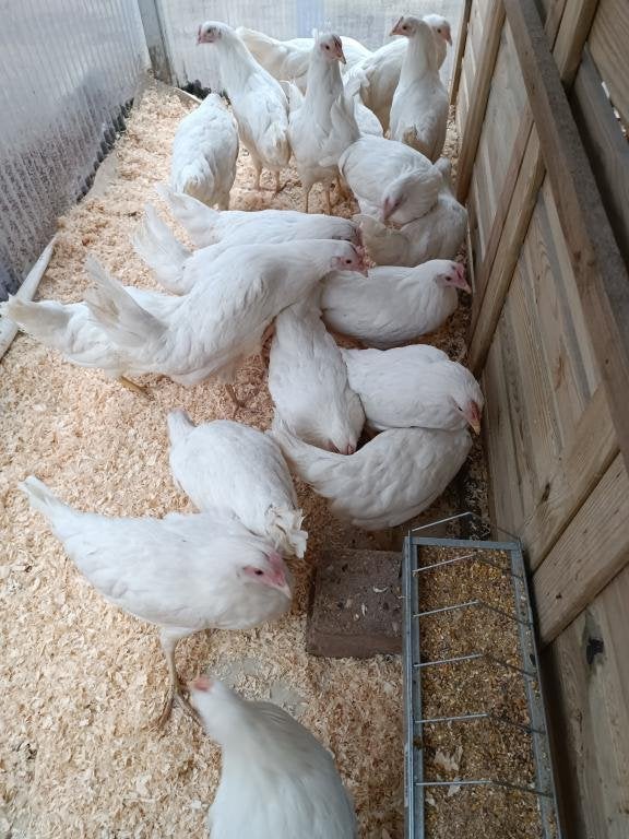 jeunes poules blanches Sussex & Livorgne blanc 0499/082381, Femelle, Poule ou poulet