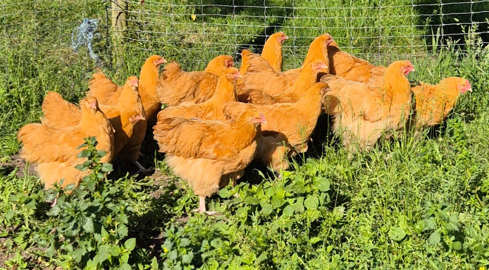 Orpington buff, Dieren en Toebehoren
