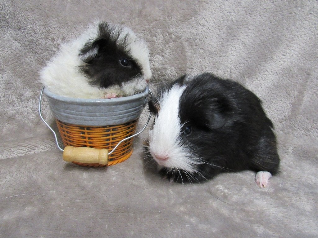 Leuk berensetje (baby's), Dieren en Toebehoren, Knaagdieren, Meerdere dieren, Cavia, Juli