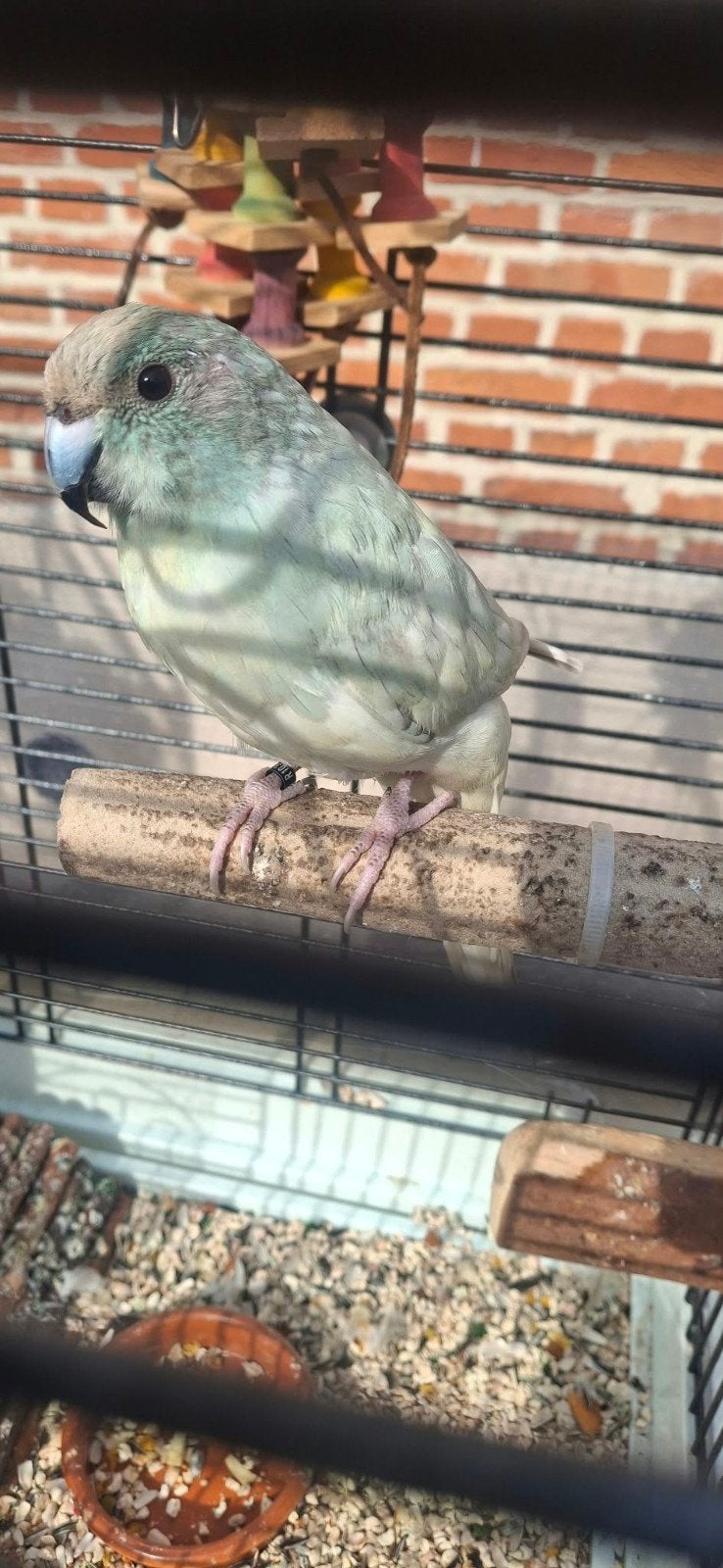 Kakariki avec cage, Mâle
