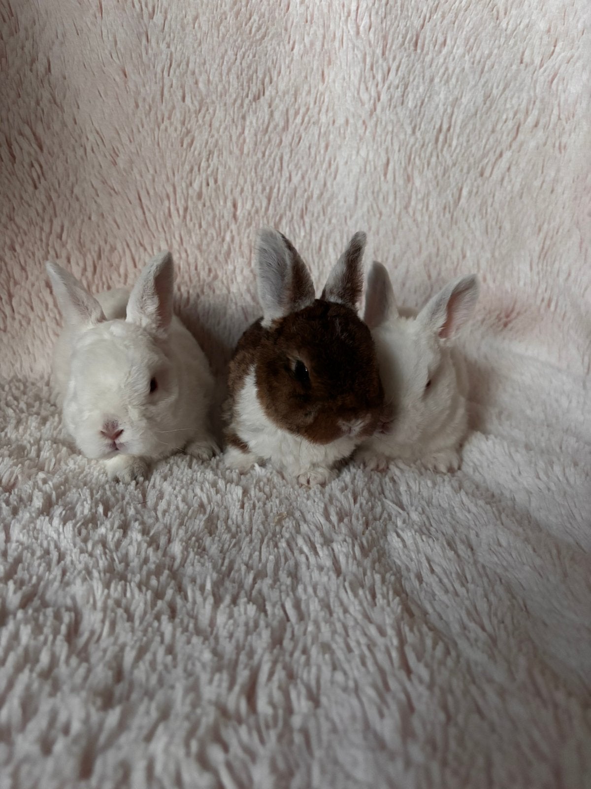 Rex dwerg X Rex hangoordwerg, Meerdere dieren, Dwerg, 0 tot 2 jaar