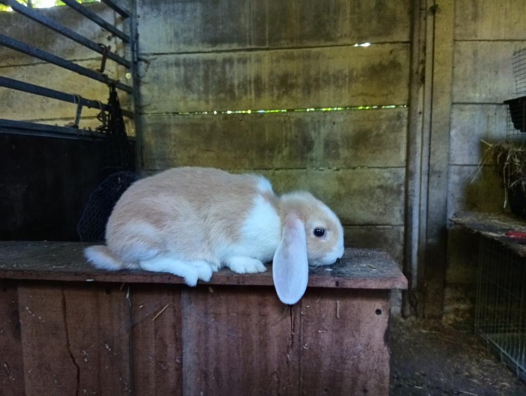 Dwerg hangoor, Dieren en Toebehoren, Konijnen, Vrouwelijk, Dwerg, Hangoor, 0 tot 2 jaar