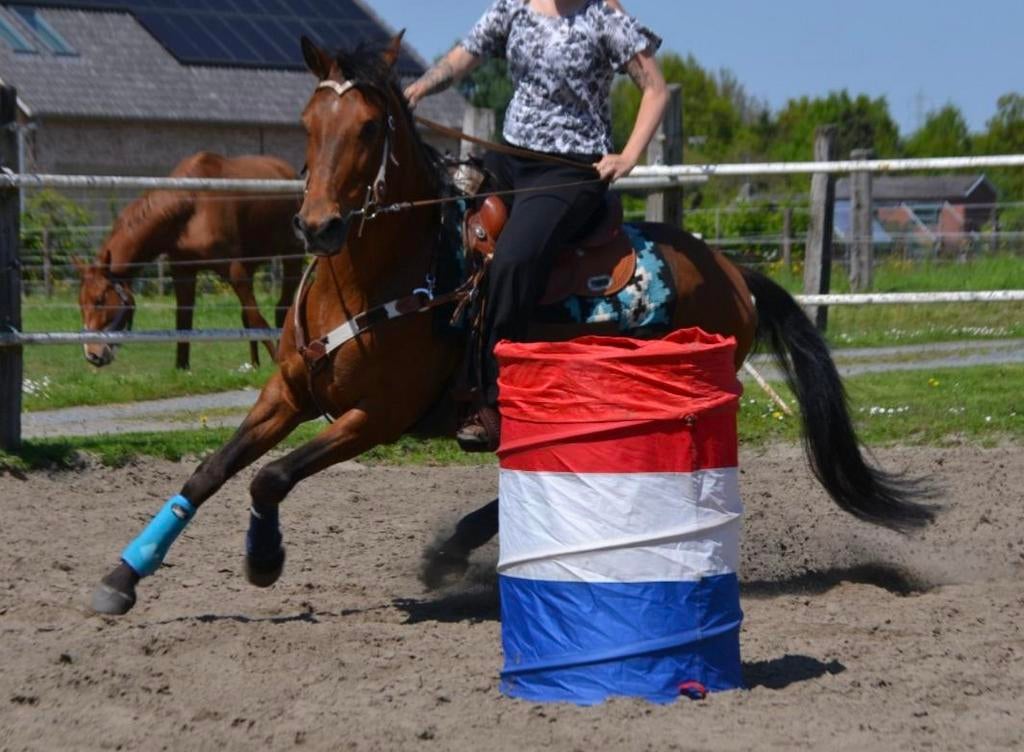 Bijrijder/ halve stal gezocht voor mijn PRE ruin (western), Hongre, Débourré, Moins de 160 cm, Cheval western