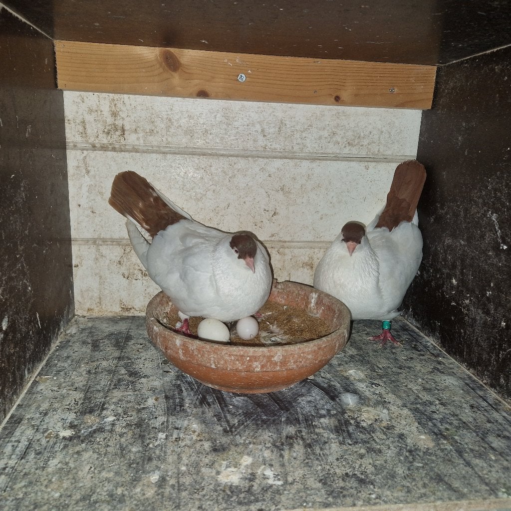 Pigeons helvétiques hollandais, Plusieurs animaux, Autres espèces