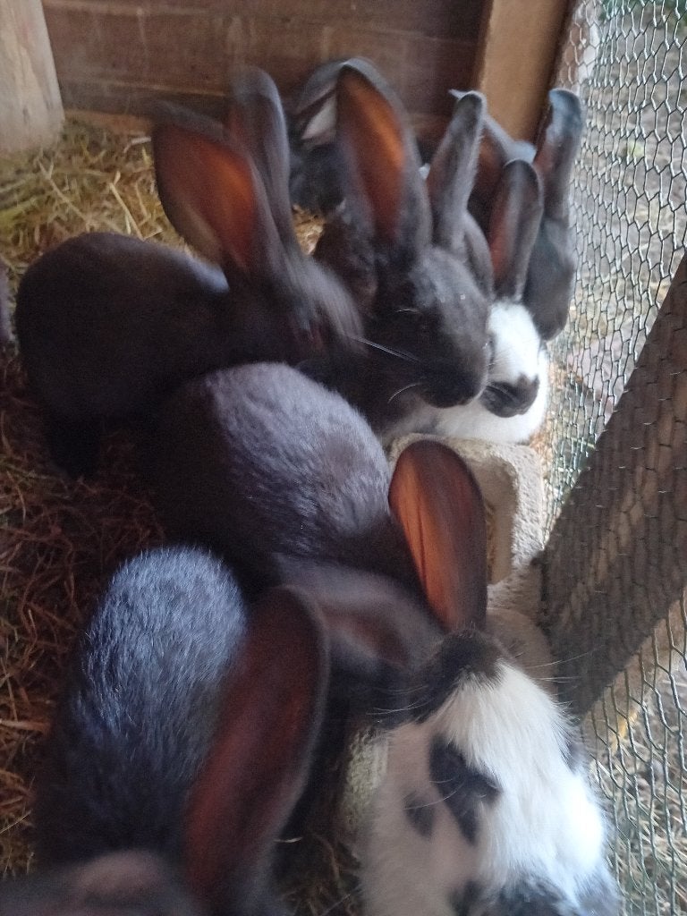 konijnen, Animaux & Accessoires, Lapins, Plusieurs animaux, Taille moyenne, 0 à 2 ans