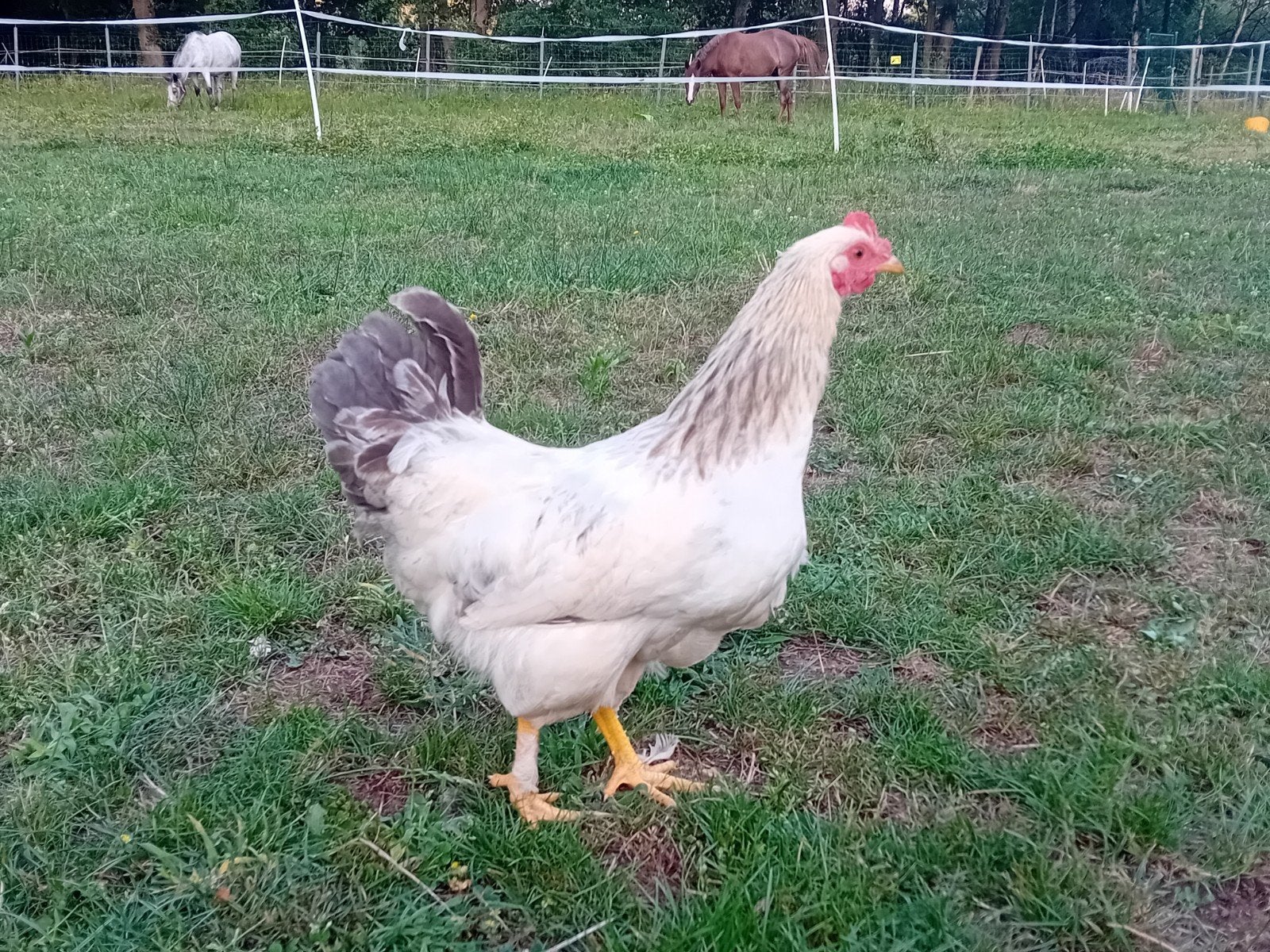 wyandotte kriel haan, Dieren en Toebehoren
