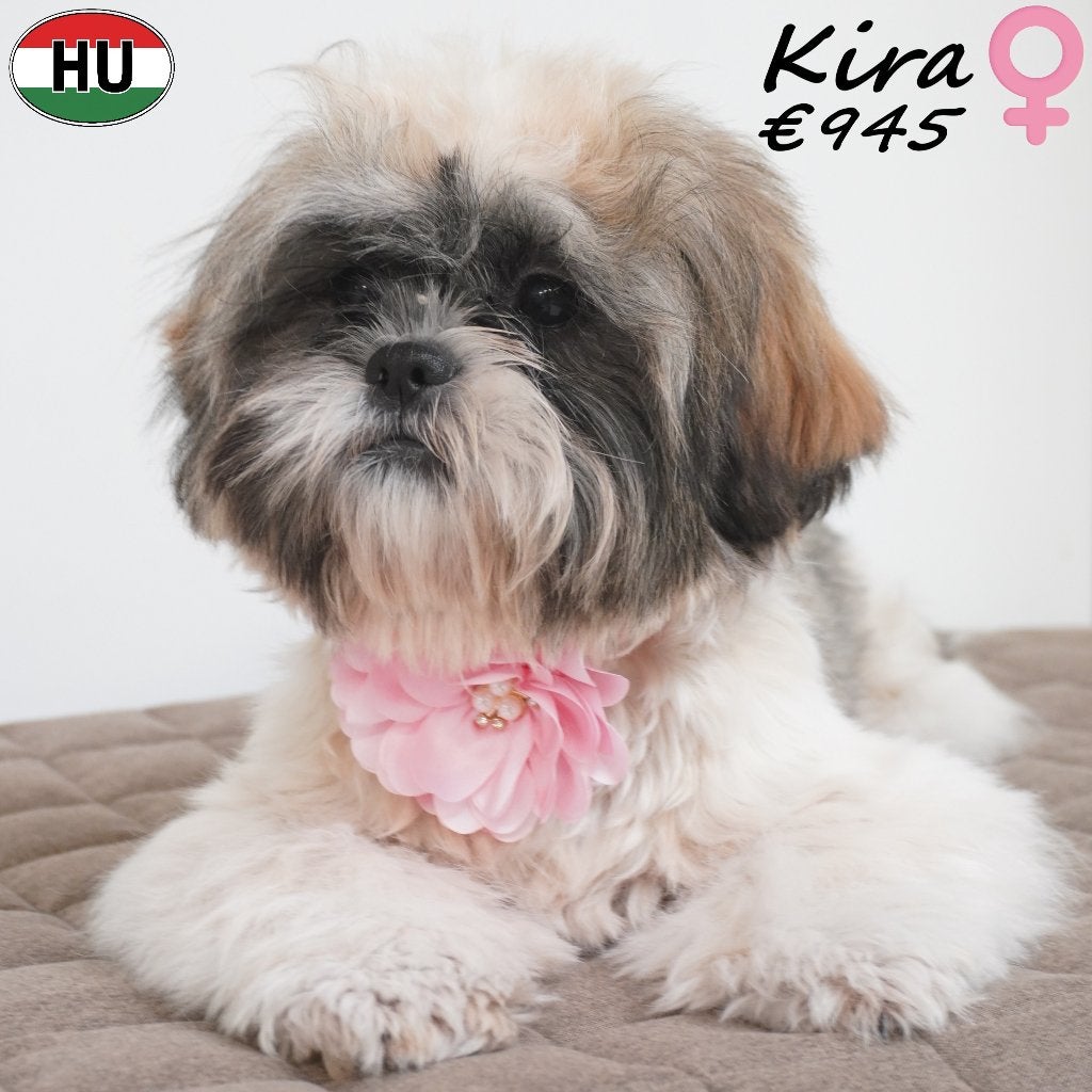 Kira, Shih Tzu teefje te koop, 15 weken tot 1 jaar, Buitenland, Teef, CDV (hondenziekte)