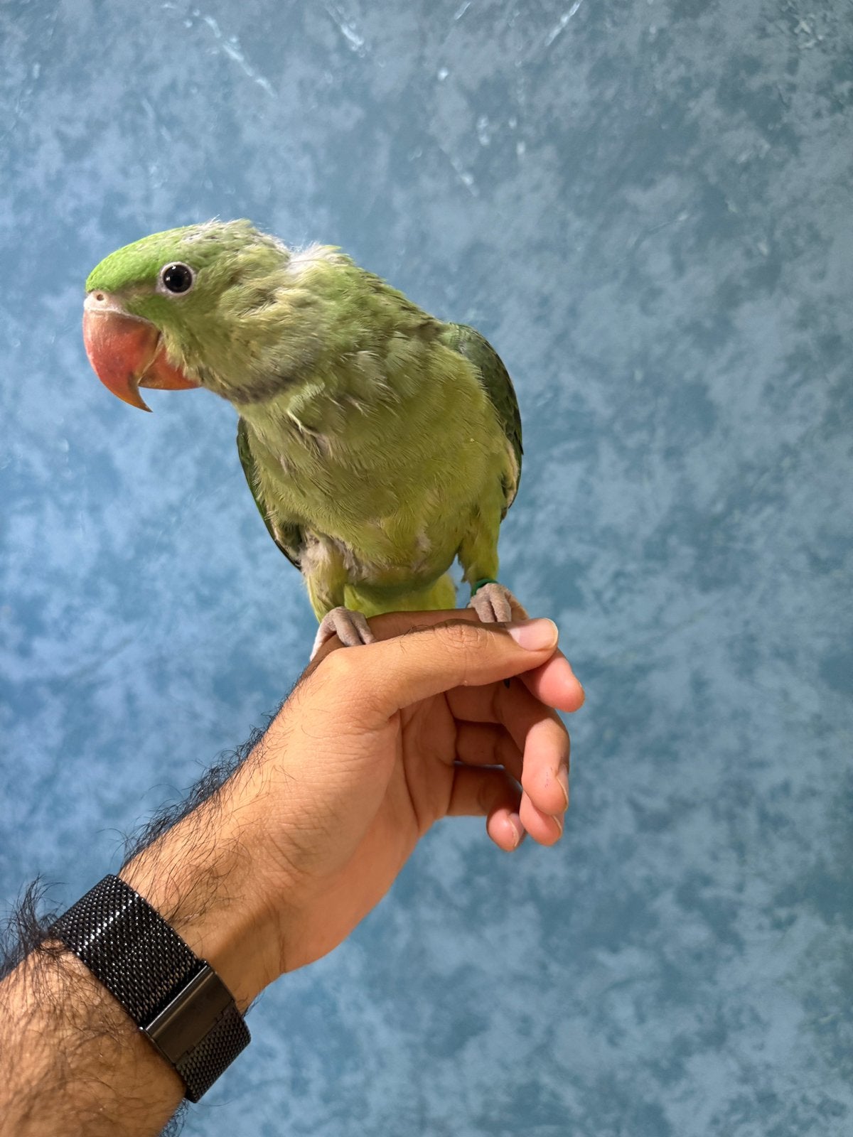 Super getemde baby Alexendre, Dieren en Toebehoren, Vogels | Parkieten en Papegaaien, Papegaai, Geringd