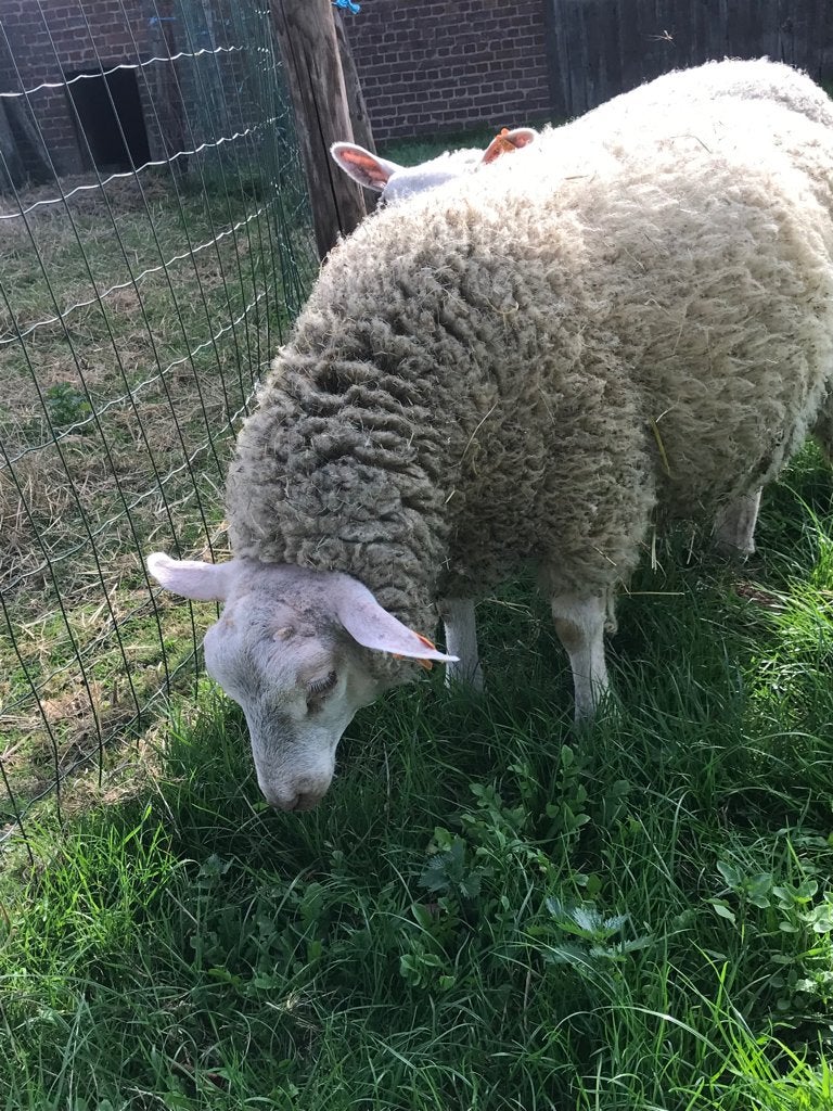 Schapen, Dieren en Toebehoren