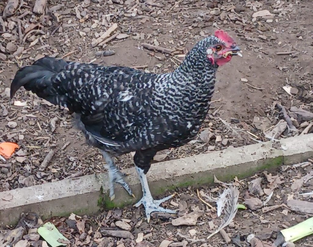 Haan, Dieren en Toebehoren, Mannelijk, Kip