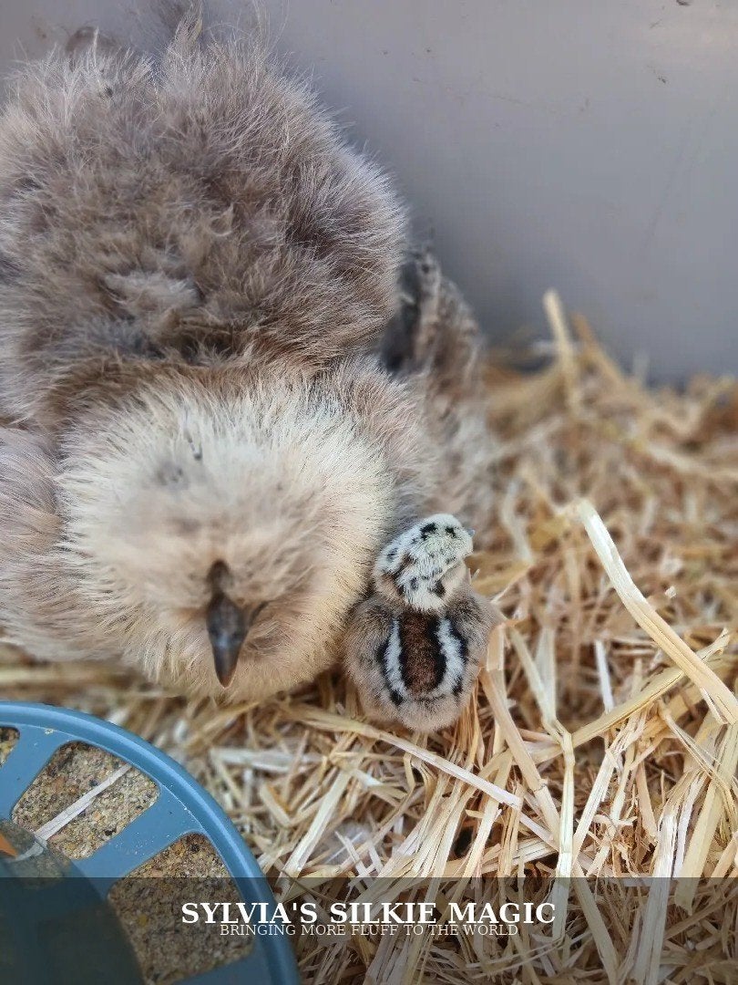 MISTY ZOEKT STRAKS EEN NIEUW NESTJE, Dieren en Toebehoren, Pluimvee, Vrouwelijk, Kip