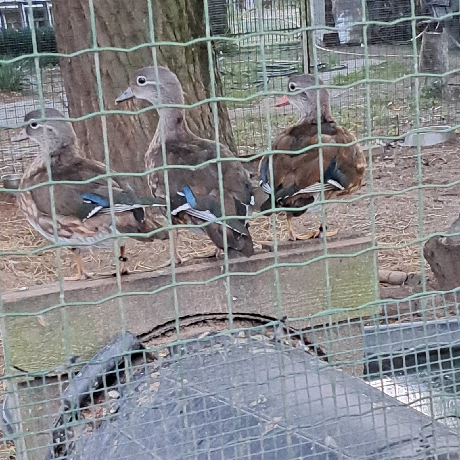 mandarijneend, Animaux & Accessoires, Volatiles, Plusieurs animaux, Canard