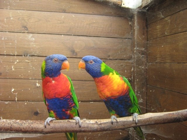 a vendre un super beaux couple loris blauw bergen, Dieren en Toebehoren, Vogels | Parkieten en Papegaaien, Vrouwelijk, Papegaai